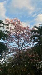 Tabebuia