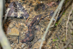 Thecadactylus rapicauda