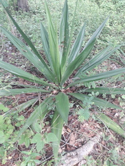 Furcraea andina