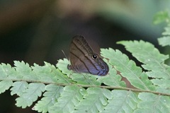 Amiga arnaca