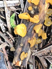 Heterotextus miltinus