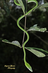 Ahaetulla prasina