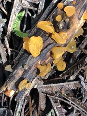 Heterotextus miltinus
