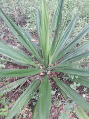 Furcraea andina
