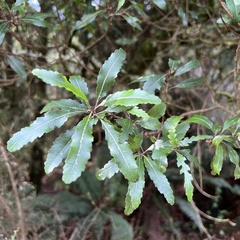 Elaeocarpus hookerianus