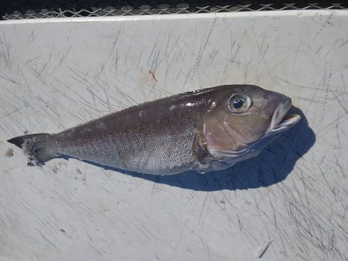 Acanthuriformes