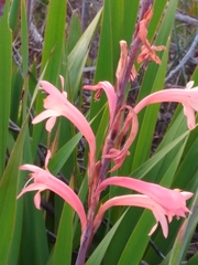 Watsonia angusta