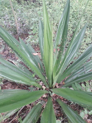 Furcraea andina
