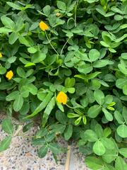 Arachis