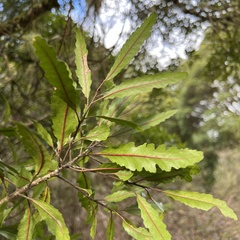 Elaeocarpus hookerianus