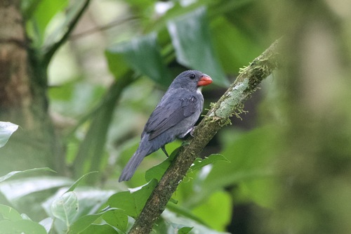 Slate-colored Grosbeak (Saltator grossus), photo 10