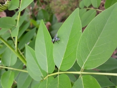 Calliphoridae