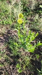 Callilepis laureola