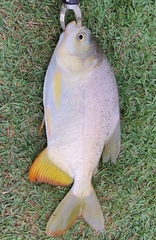Piaractus mesopotamicus