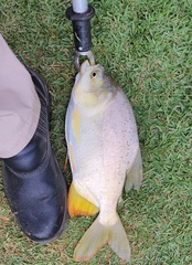 Piaractus mesopotamicus