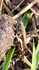 Catantopinae