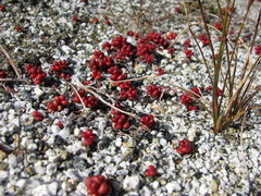 Sedum divergens