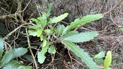 Elaeocarpus hookerianus