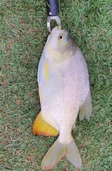Piaractus mesopotamicus