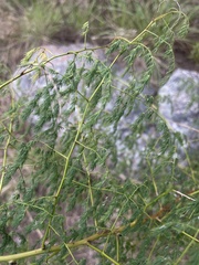 Asparagus racemosus