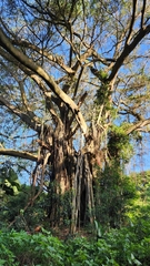 Ficus natalensis