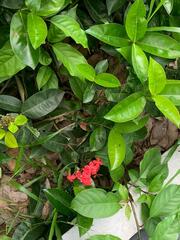 Ixora chinensis