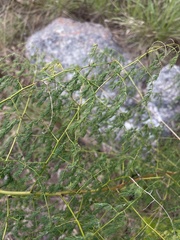 Asparagus racemosus
