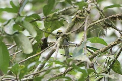 Vermivora chrysoptera