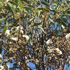 Eucalyptus melliodora