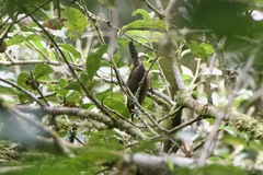 Pheugopedius rutilus