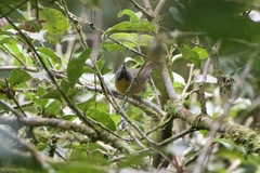 Pheugopedius rutilus