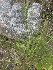 Asparagus racemosus