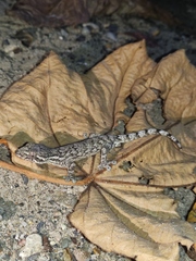 Thecadactylus rapicauda