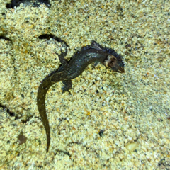Lepidoblepharis sanctaemartae