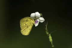 Eurema