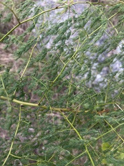 Asparagus racemosus