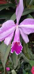 Cattleya trianae