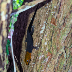 Gonatodes albogularis