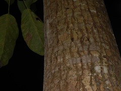 Thecadactylus rapicauda