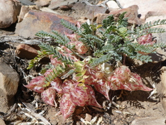 Astragalus lentiginosus semotus