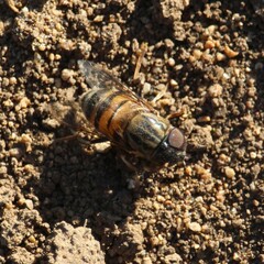 Eristalinus aurulans