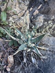 Agave palmeri