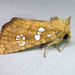 Ash Tip Borer Moth - Photo (c) Diane P. Brooks, some rights reserved (CC BY-NC-SA), uploaded by Diane P. Brooks