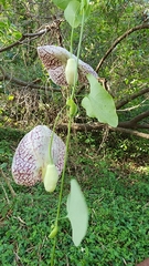 Aristolochia littoralis