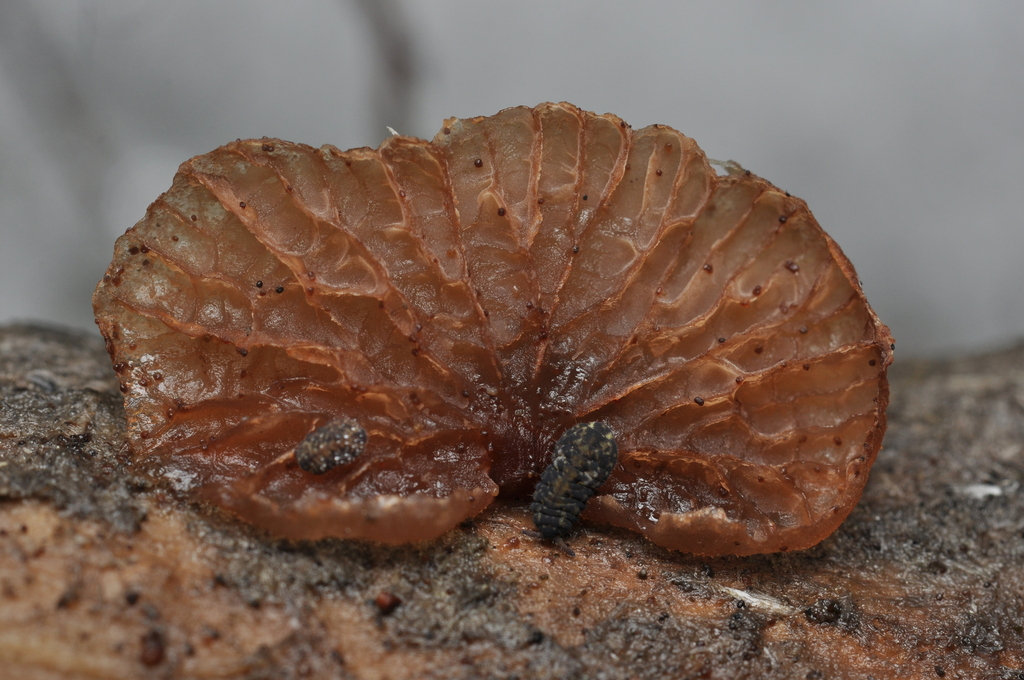 Gymnopanella