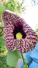 Aristolochia littoralis