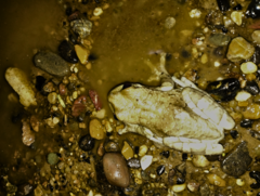 Trachycephalus typhonius