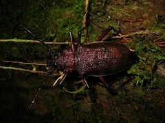 Psalidognathus modestus