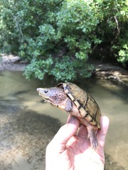 Sternotherus peltifer