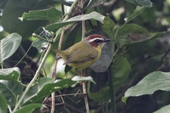 Basileuterus delattrii